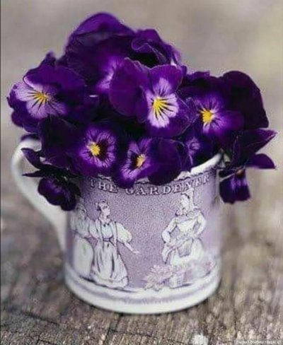 Фиалка Анютины глазки