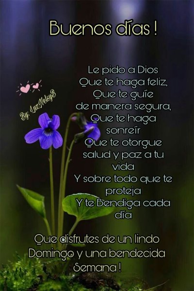 Лесные фиалки