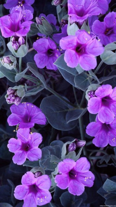 Вайолет цветок