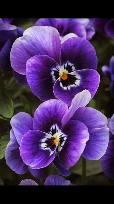 Анютины глазки цветы