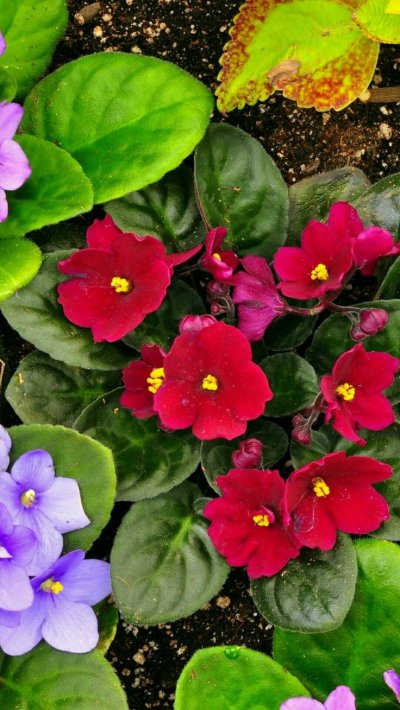 Узамбарская фиалка