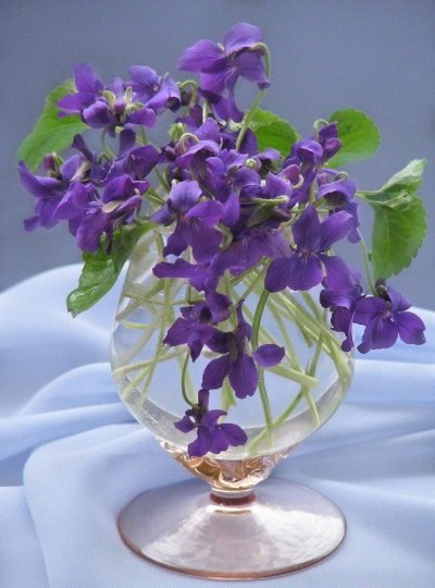 Пармские фиалки букет