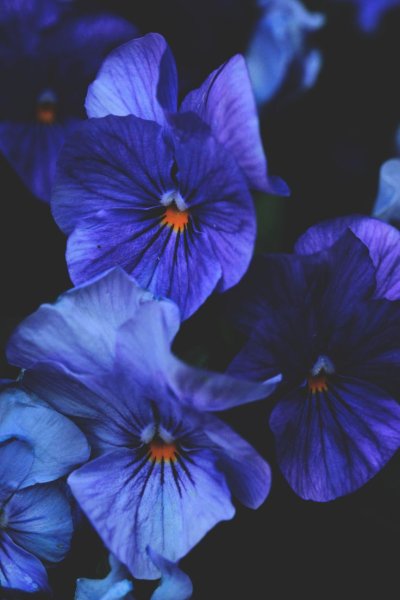 Анютины глазки