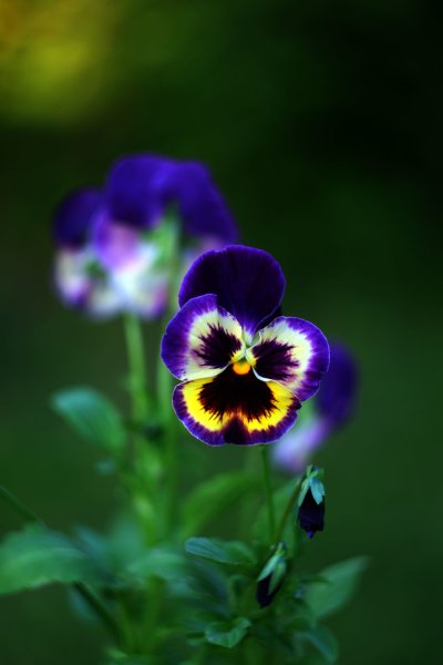 Анютины глазки