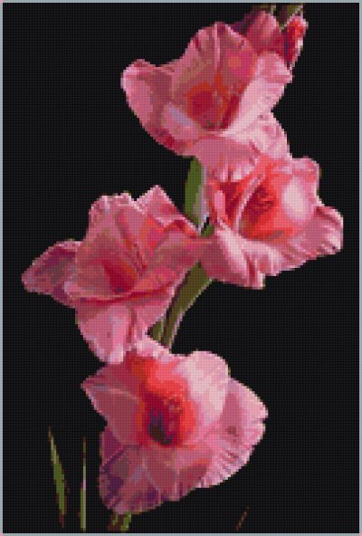 Цветы гладиолусы