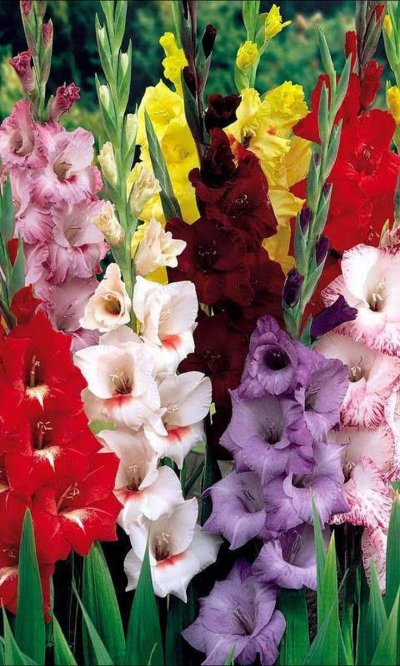 Гладиолус Джангл Флауэр