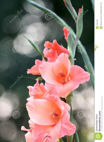 Цветы гладиолусы