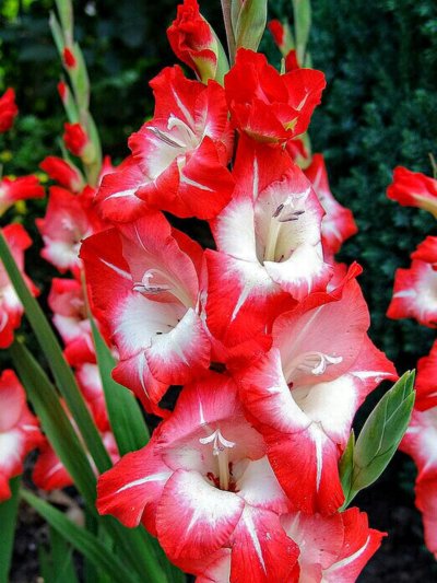 Гладиолус шпажник