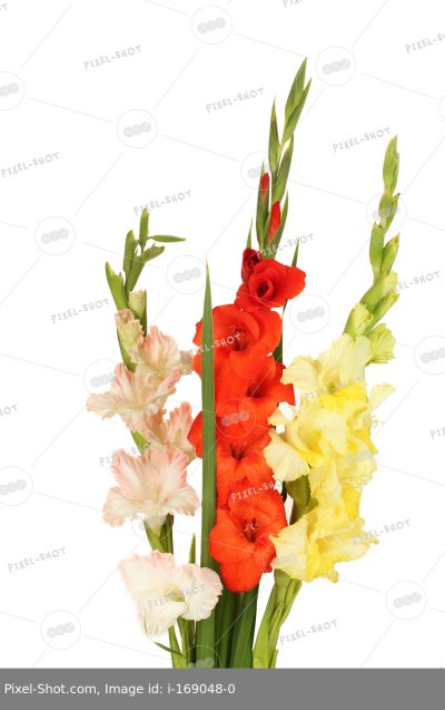 Букет разноцветных гладиолусов