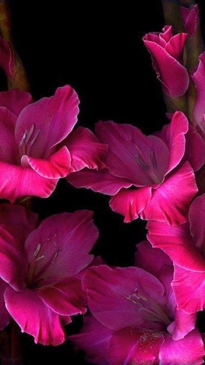 Гладиолус Блэк сюрпрайз