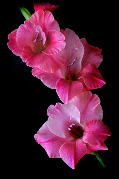 Цветы гладиолусы