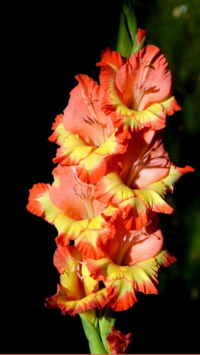 Гладиолус Владислав Тетюхин