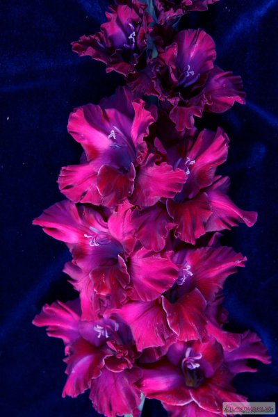 Гладиолус Блэк сиа