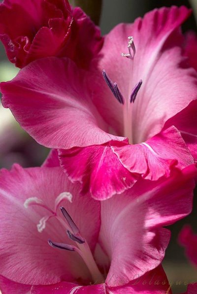 Гладиолус Венети