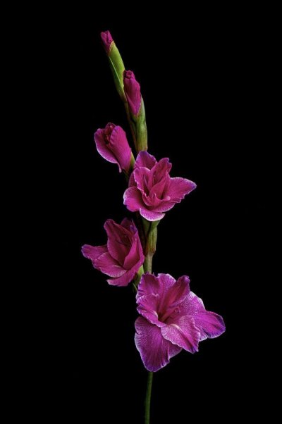 Цветы гладиолусы