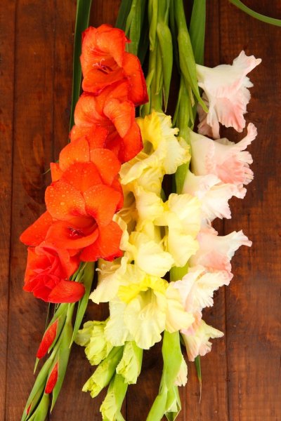 Букет с гладиолусами