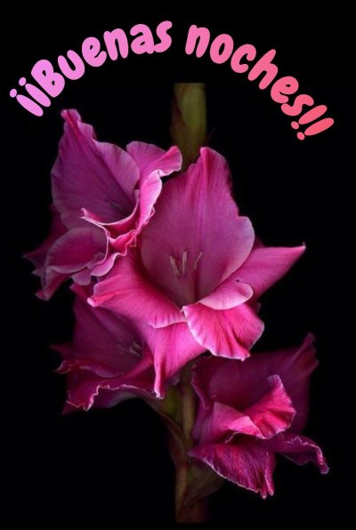 Гладиолус Венети