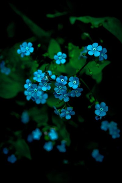Синие цветы