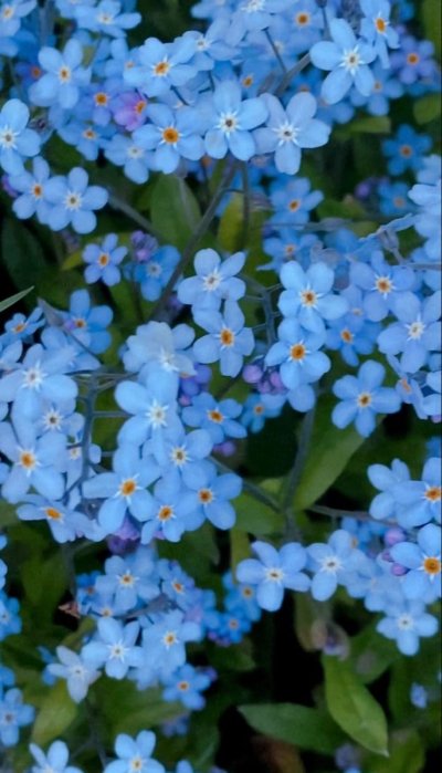 Синие незабудки