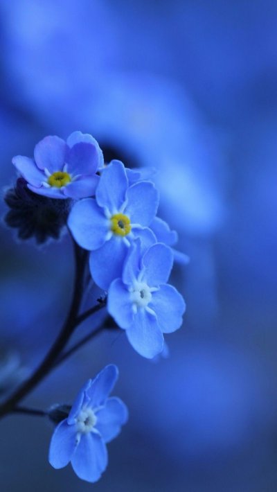 Синие цветы