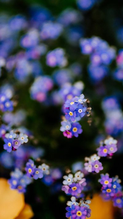 Мелкие цветы