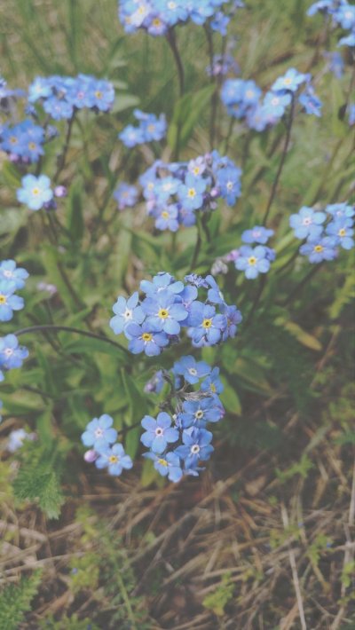 Незабудки Эстетика