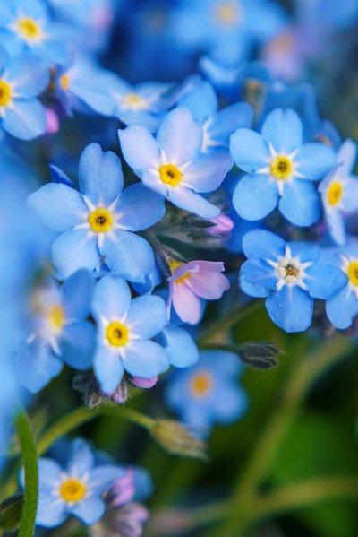 Маленькие цветы