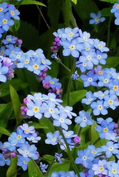 Цветы незабудки