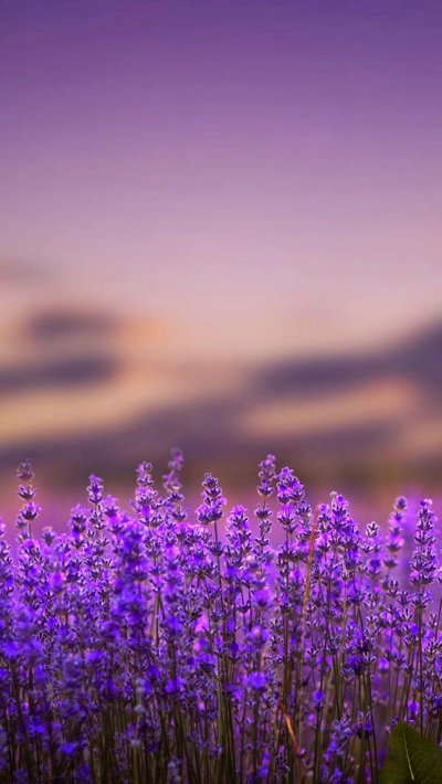 Фиолетовые цветочки