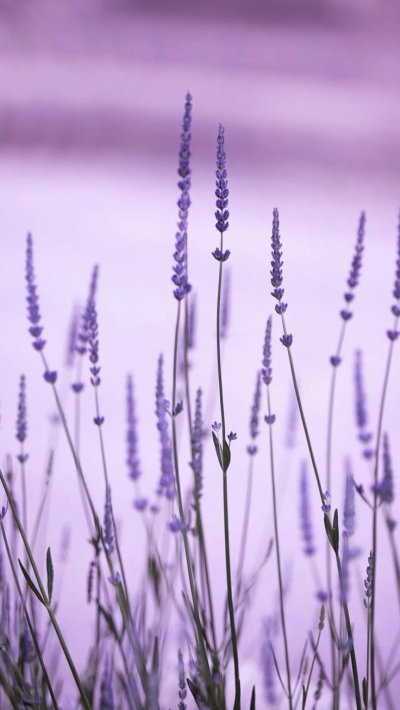 Лавандовый цвет