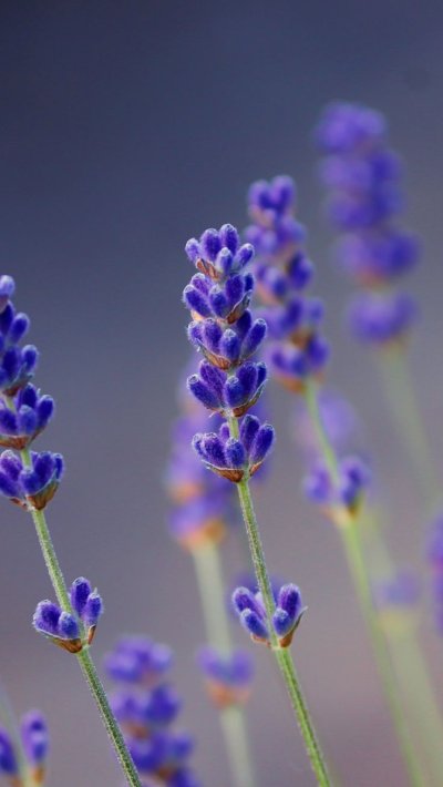 Лаванда цветок