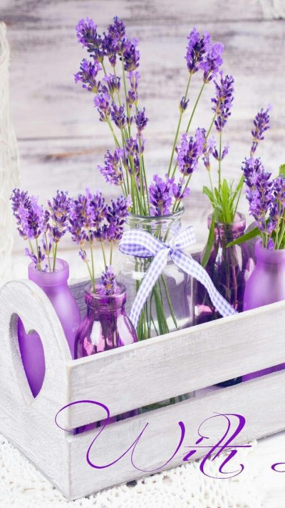 Лаванда Пурпл