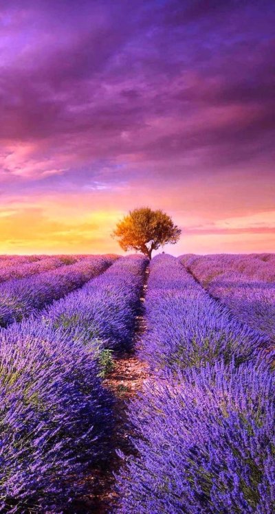 Прованс поля лаванды