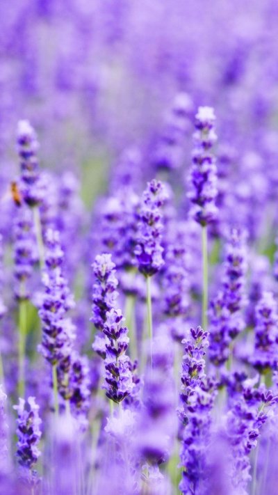 Лавандовое поле