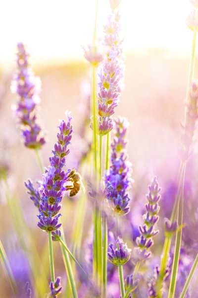 Лаванда цветок