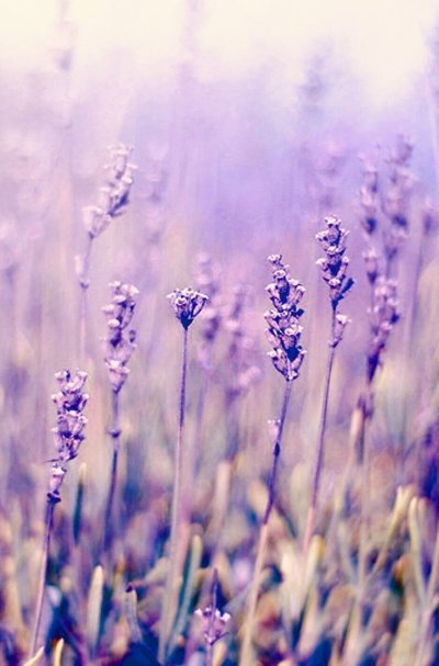 Лаванда Lavender aesthetic
