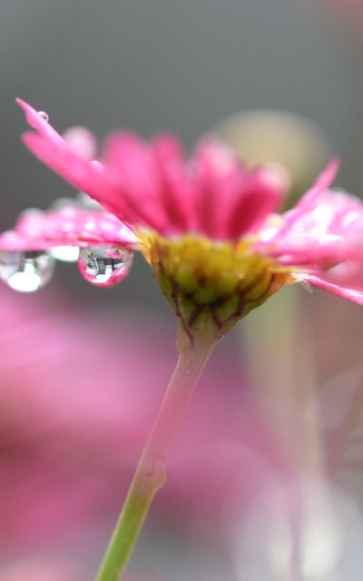 Макросъемка