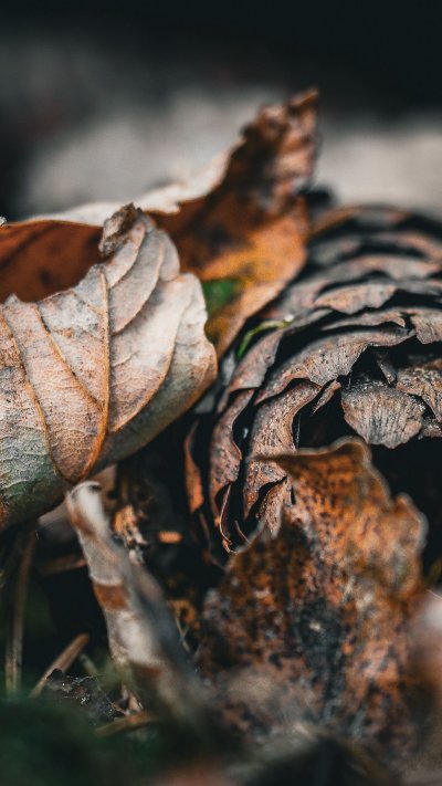 Макросъемка