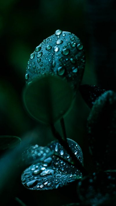 Макросъемка