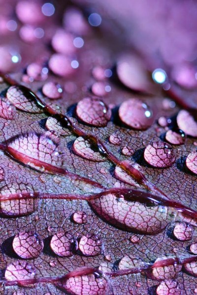 Цветы Макросъемка