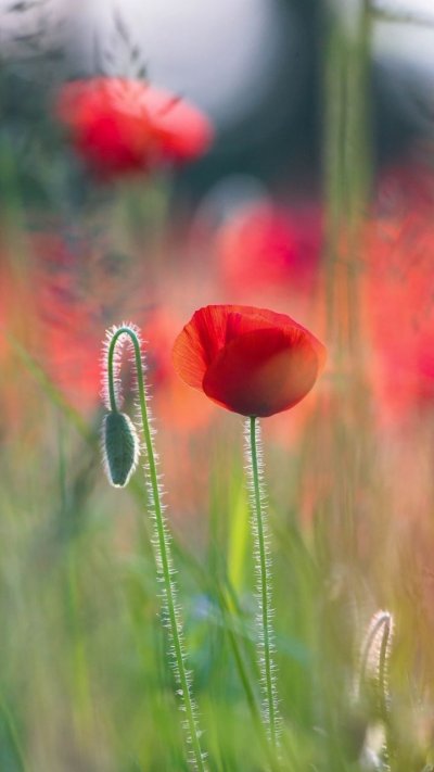 Цветы макро