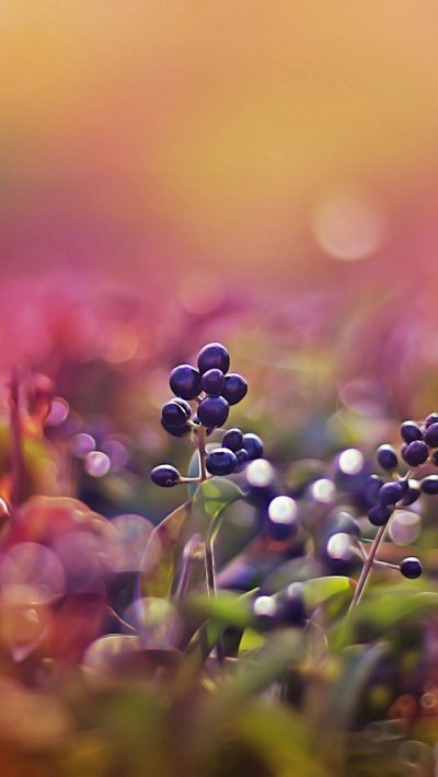 Макросъемка природа