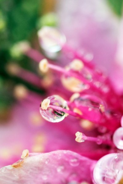 Цветы Макросъемка