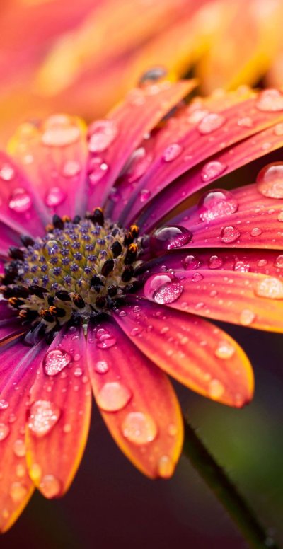 Цветы макро