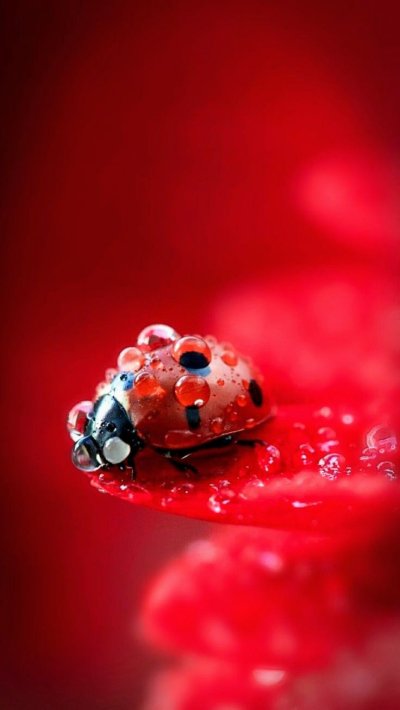 Божьи коровки