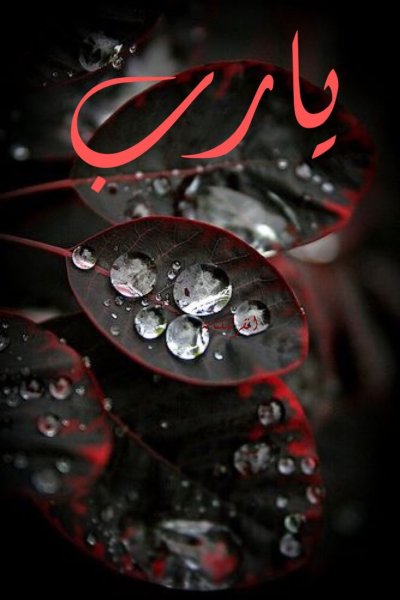 Цветы Макросъемка