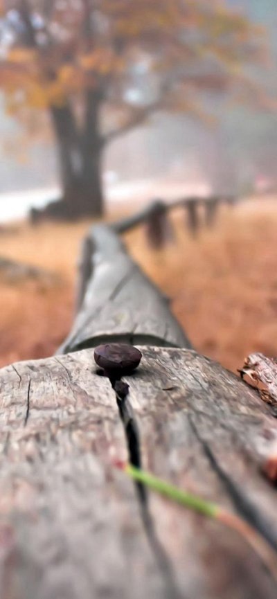 Макросъемка природа