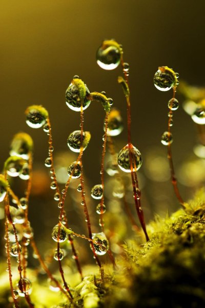 Макросъемка