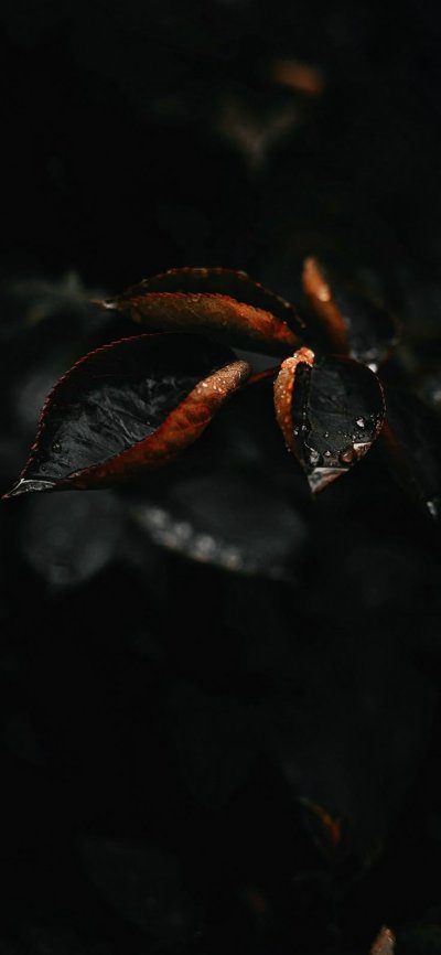 Макро черный