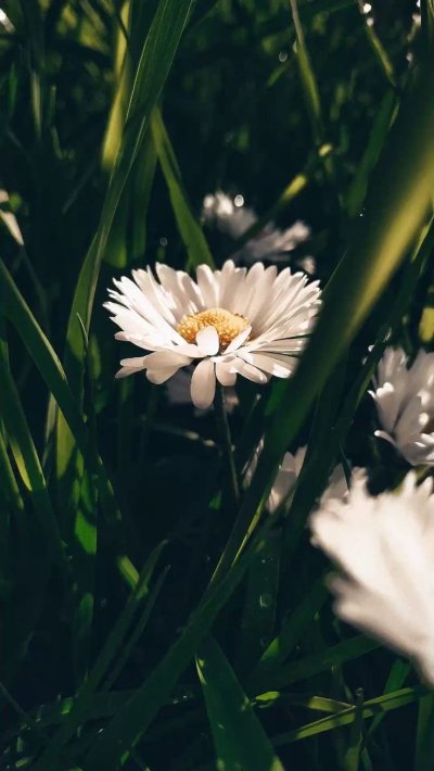 Фон природа ромашки